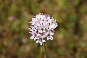 Archivo:Allium lacunosum