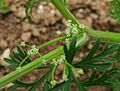 Apiastrumangustifolium