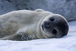 Archivo:Bébé Phoque de Weddell - Baby Weddell Seal