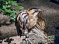 Bak Botaurus stellaris Poznan ZOO