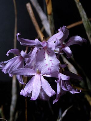 Archivo:Barkeria palmeri Orchi 003