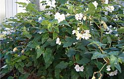 Begonia cubensis BotGardBln1105HabitusFlowers.jpg