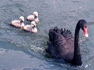 Archivo:Black Swan Family