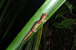 Archivo:Bolitoglossa celaque02
