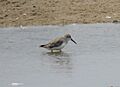 Calidris maurii