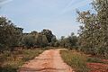 Camino Olivos