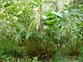 Cardamom plant