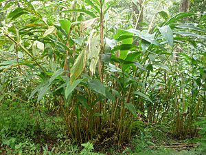 Archivo:Cardamom plant