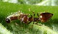 Catapaecilma major by Balakrishnan Valappil (7385361012)