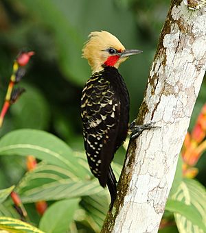Archivo:Celeus flavescens - Blond-crested Woodpecker (male)