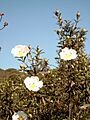 Cistus ladanifer d