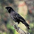 Corvus hawaiiensis FWS