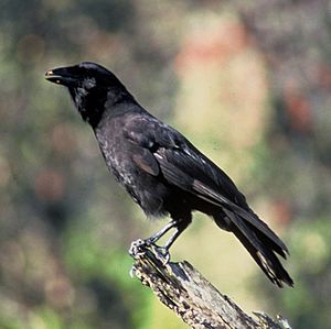 Archivo:Corvus hawaiiensis FWS
