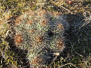 Archivo:Coryphantha georgii 4