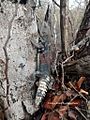 Ctenosaura defensor