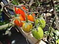 Cultivo de Tomates uvalina
