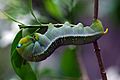 Daphnis nerii caterpillar 02