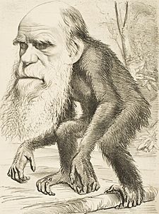 Archivo:Darwin ape