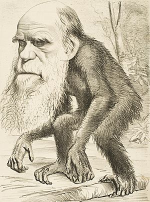 Archivo:Darwin ape