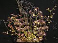 Drosera stolonifera Darwiniana