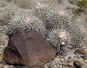 Archivo:Echinocactus polycephalus (Cotton Top Cactus) above Mesquite Springs Death Valley