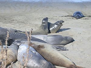 Archivo:Elephant seals 08-03
