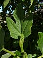 F. carica - yema-1