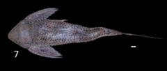 Fish fauna (10.3897-zookeys.875.31977) Figure 9 7 Loricaria lentiginosa (cropped).png