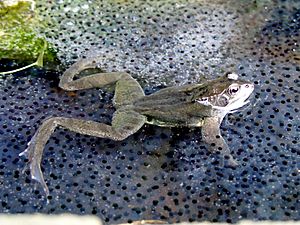 Archivo:Frog in frogspawn