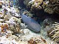 Ginglymostoma cirratum utila
