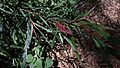 GrevillealongifoliaSGNG