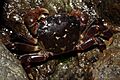 Hemigrapsus nudus 3043