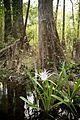 Hymenocallis rotata Ichetucknee River (13157432685)
