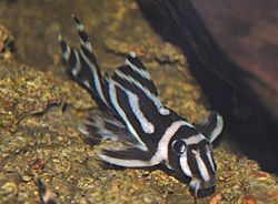 Hypancistrus zebra4305.jpg