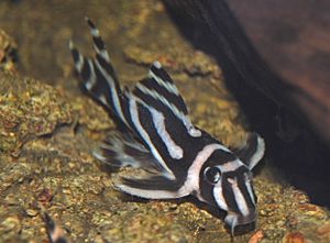 Archivo:Hypancistrus zebra4305