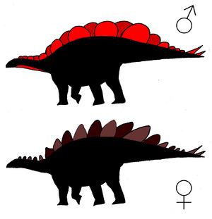 Archivo:Hypothetical silhouettes of male and female S. mjosi