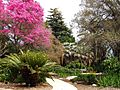 LA County Arboretum - knoll