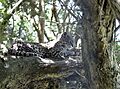 Leopardus geoffroyi uruguay