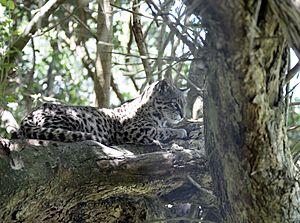 Archivo:Leopardus geoffroyi uruguay