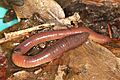 Lumbricus terrestris (26559560801)