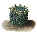 Mammillaria karwinskiana ssp karwinskiana BlKakteenT20