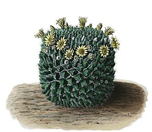 Archivo:Mammillaria karwinskiana ssp karwinskiana BlKakteenT20