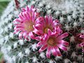 Mammillaria standleyi (craigii) (485497842)