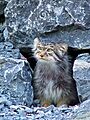 Manul2