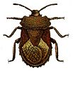 Megymenum affine from CSIRO