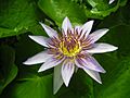 Nymphaea caerulea-abloom