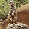 Oleg Litvin - Meerkat (Suricata)