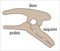 Ornithischia pelvis structure-es.svg
