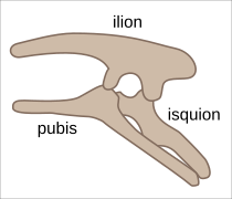 Ornithischia pelvis structure-es