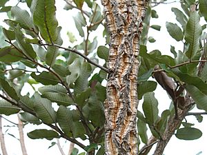 Archivo:Parinari curatellifolia 1